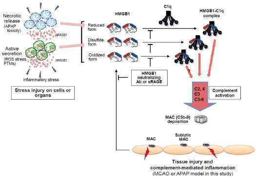 HMGB1에 의한 보체활성 메커니즘