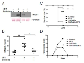 BMDM(A)과 마우스에서의 sulfatide에 의한 HMGB1 분비(B), 생존률(C), 질병점수(D)