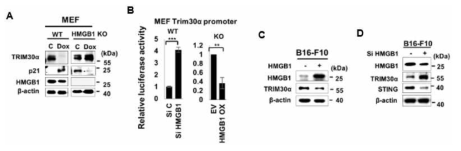 Doxorubicin(Dox)에 의한 TRIM30α 억제의 STING 유도을 통한 노화 유도