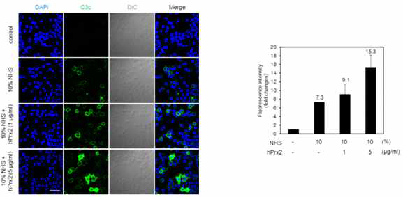 면역세포에서 Prx2에 의해 증가된 C3c의 형성