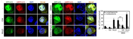 ICM에 의한 자가포식 작용 저해