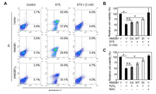 HMGB1 dimerization이 staurosporine (STS) 의한 세포사멸에 미치는 영향을 FACS (A)와 MTT 분석법(B)으로 확인, 활성화산소에 의한 세포사멸 영향 (C)