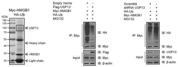 LC-MS/MS석을 통한 HMGB1 interactors 규명과 USP13에 의한 HMGB1 deubiquitination