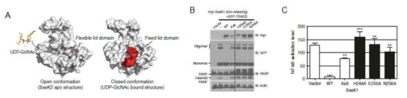 SseK의 단백구조 (A), 당결합 결핍 돌연변이체에 의한 TRADD의 올리고머화(B)와 NF-κB 활성화