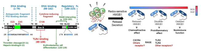 HMGB1의 부위별 기능(좌) 및 redox-sensitive HMGB1의 redox state에 따른 HMGB1의 기능 변화(우)