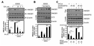 Autophagy 활성화 조건에서 HSP90 (A), autophagy (B), GRASP55 (C)과 HMGB1의 분비관계