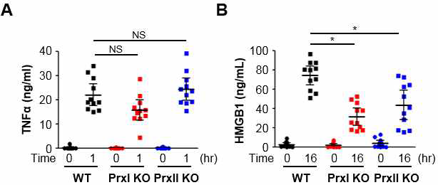 PrxI/PrxII KO 마우스에 LPS 주입에 의한 TNF-α (A)와 HMGB1 (B) 분비 차이