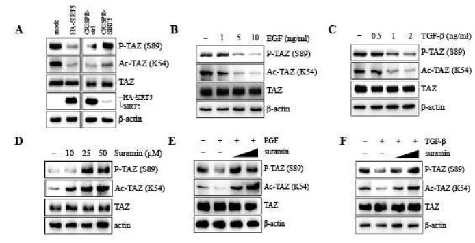 TAZ K54 acetylation regulates the phosphorylation of TAZ Ser89