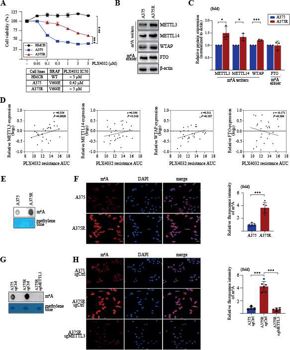 METTL3 expression is upregulated in A375R cells resulting in increased m6A modification