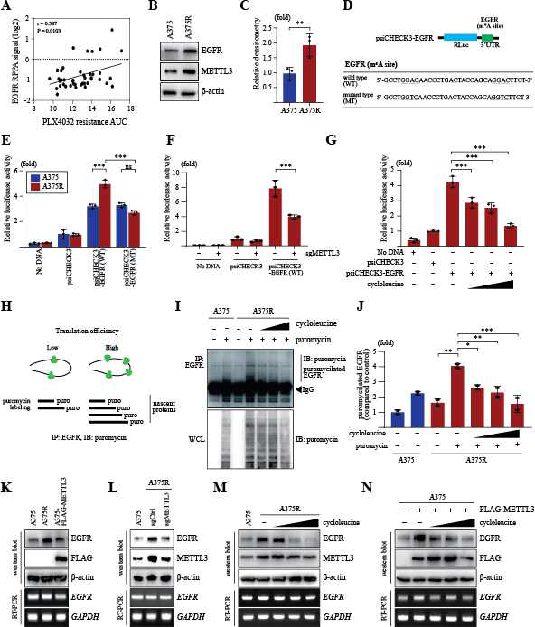 METTL3 promotes the translation efficiency of EGFR in A375R cells