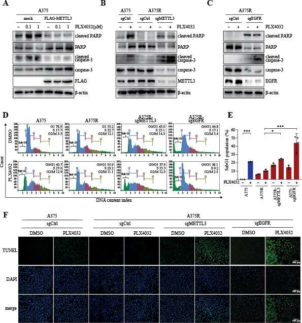 Knockout of METTL3 restores the apoptosis induced by PLX4032 in A375R cells