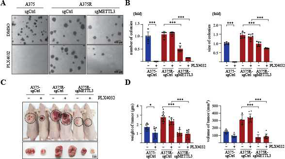 Knockout of METTL3 increases PLX4032 sensitivity of A375R cells on colony formation and tumorigenesis