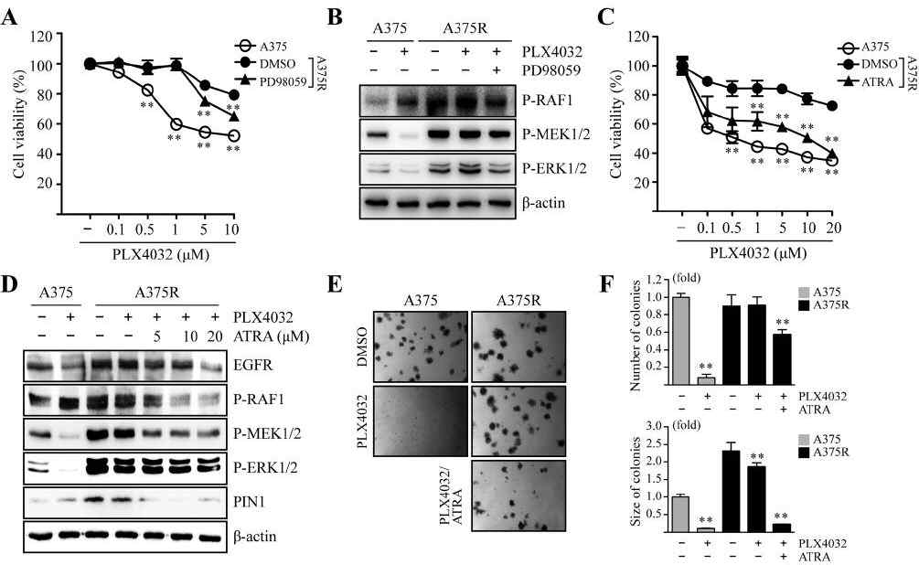 Treatment with PLX4032 and ATRA in combination increases PLX4032 sensitivity in A375R cells