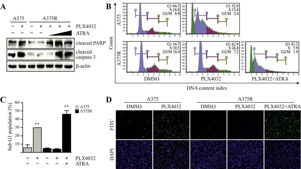 Pro-apoptotic effect is enhanced by treatment with PLX4032 and ATRA in combination in A375R cells