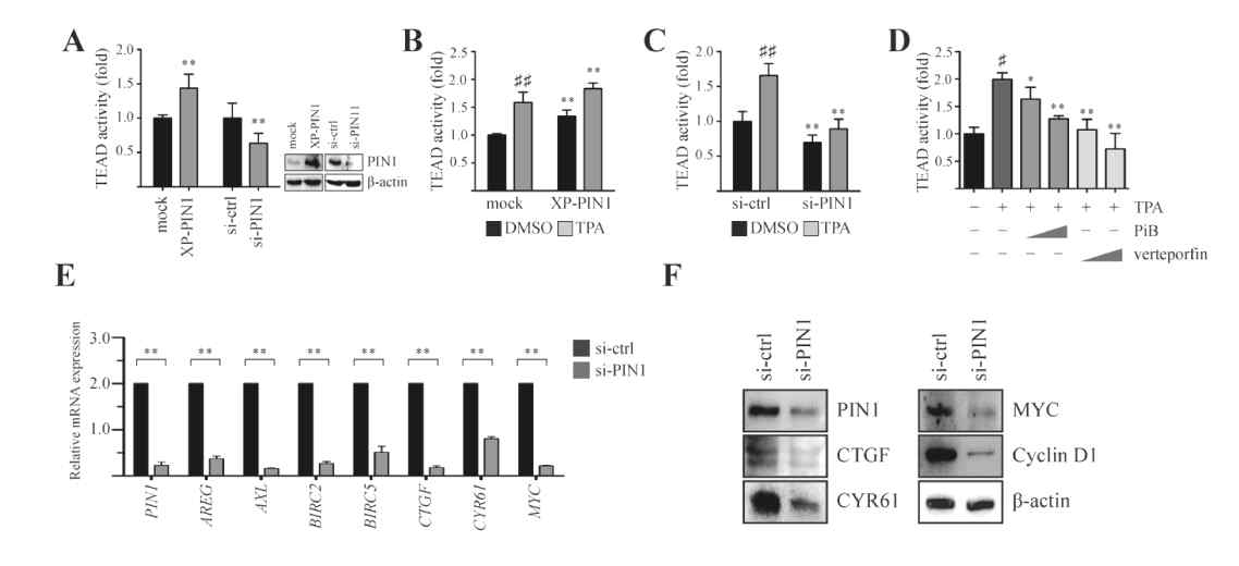 PIN1 promotes TAZ target gene expression via enhanced TEAD activity