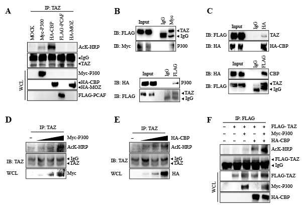 TAZ is acetylated by CBP/P300