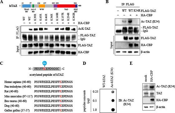 TAZ is acetylated on Lys54