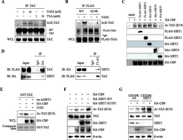 SIRT5 mediates TAZ K54 deacetylation