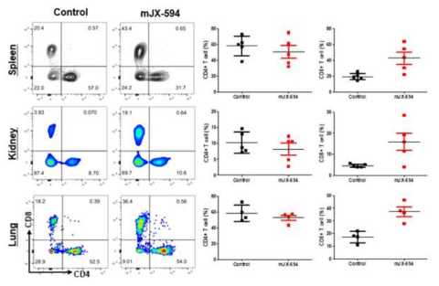 암살상바이러스에 의한 CD4-positive T cell 과 CD8-positive T cell 발현 변화 확인