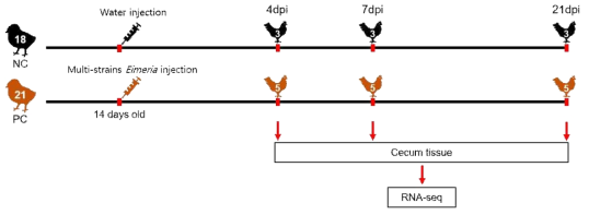 실험 설계 모식도. *NC : 대조군, PC : 실험군, dpi : 감염 유도 이후 일령