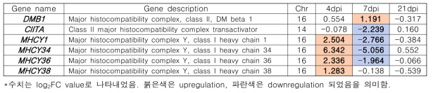 콕시듐 감염시 맹장에서 차등발현된 MHC 연관 유전자 및 시기별 유전자 발현량