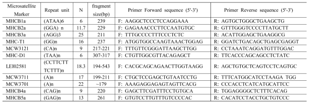 MHC-B 영역에서 선발한 SSR motif 마커 및 프라이머 정보
