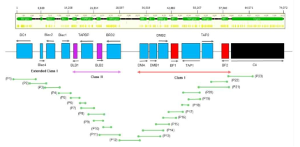 MHC-B 영역의 Long-range PCR 작동 모식도