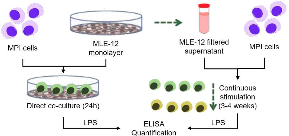 Experimental approaches for the study of MPI cells activation / differentiation with MLE-12 murine alveolar cells. On the left, MPI cells are directly in contact with the MLE-12 and cultivated for 24h before addition of LPS. On the right, supernatants from MLE-12 monolayers are collected, filtered and added to MPI cell culture for induction of phenotypic changes. In this case, the MPI cells can be cultivated over longer period of times (several weeks) and LPS stimulations are conducted once a week to track changes in cytokine expression profiles