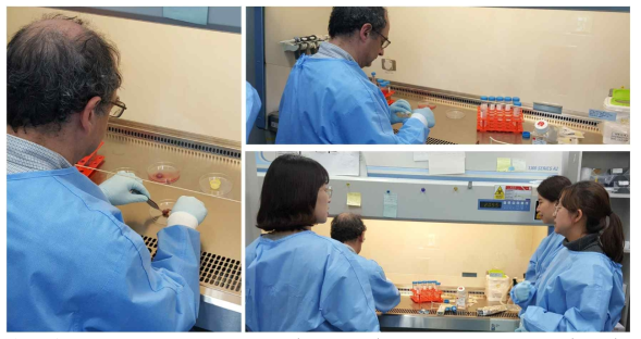 Pictures taken during Pr. Fejer′s (left and top) visit at IPK, training staff (bottom) in the preparation of fetal liver cell suspensions for MPI cell line generation
