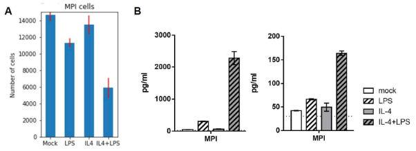 A. Number of MPI cells counted by automated microscopy in wells of a 96-well plates, with or without stimulation with IL-4 (100 ng/mL, 4 days) and LPS (1 day). Values are average +/- SD for 12 wells. B. Quantification of IL-1α (left) and IL-1β (right) secretion following previous treatment, by ELISA. Values are average +/- SD for 2 technical replicates. Limit of detection is indicated by a dashed line