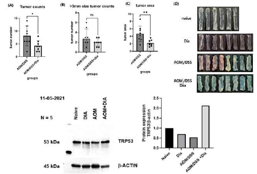 DSS/AOM-induced colorectal cancer mouse 모델에서 4,4′-diaponeurosporene 생산 유산균 경구 투여에 따른 위: (A) 종양 개수, (B) 3mm 이상 종양 개수, (C) 종양 크기, (D) 대장 조직 사진, 아래: TRP53 단백질 발현량 변화