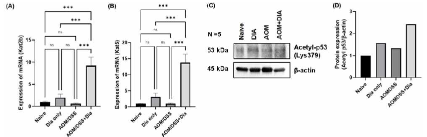 DSS/AOM-induced colorectal cancer mouse 모델에서 4,4′-Diaponeurosporene 생산 유산균을 경구 투여 하였을 때, TRP53 단백질 안정성 관련인자의 변화