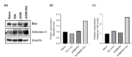 DSS/AOM-induced colorectal cancer mouse 모델에서 4,4′-diaponeurosporene 생산 유산균 경구 투여 시 apoptosis 관련 인자의 변화