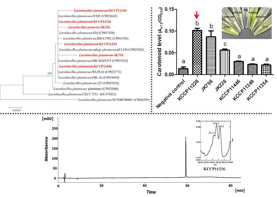 분리 유산균의 C30 카로티노이드 (4,4΄-diaponeu -rosporene) 생산 확인