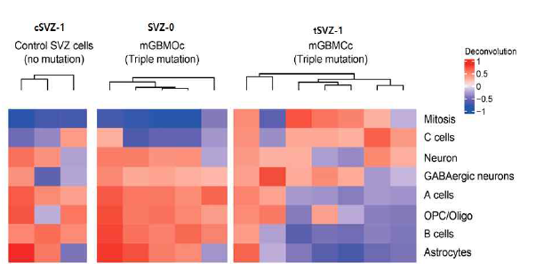 마우스 유래 Control SVZ, SVZ-0 (기원세포), tSVZ-1 (종양세포)를 deconvolution analysis를 통해 세포 분포를 분석하였을 때, tSVZ-1 에 유독 mitotic cells 분포가 많았고, control SVZ 나 SVZ-0 등의 기원세포는 OPC와 oligodendrocytes 가 우세함