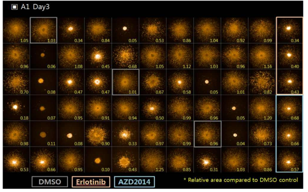 약물에 대한 반응을 나타내는 3D invasion assay의 결과 대표 이미지 (1번째 plaate의 3일째 모습). DMSO, 대조군; Erolotinib/AZD2014 대조군. 6개 세포주에 대해 약물 감수성 실험을 수행함