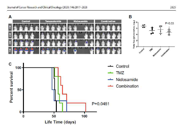 Niclosamide와/또는 TMZ를 전처리한 환자 유래 종양구를 이용한 동소이종이식 마우스 모델의 종양 증식 및 생존기간 분석. Niclosamide와 TMZ을 병용 전처리한 환자 유래 종양구-마우스 모델은 대조군 또는 약물 단독군에 비해 생체 내 종양 증식이 느리며, 생존 기간이 연장되는 것을 확인함