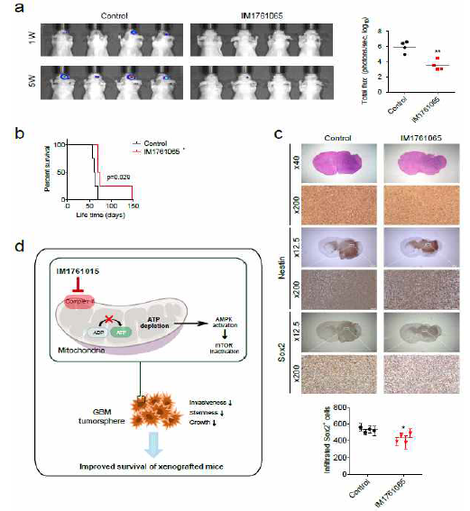 IM1761065를 전처리 한 GSC11-luc 세포를 이용한 동소이 종이식 마우스 모델의 종양 증식 및 생존기간 분석. IM176OUT1065 전처리 한 마우스 모델은 대조군에 비해 생체 내 종양 증식이 느리며, 생존 기간이 연장되는 것을 확인함. IM1761065는 mitochondiral compex 1을 저해, oxphose 감소, ATP를 고갈, stemness 및 invasiveness를 감소시켜 종양의 성장을 억제하는 것을 확인함