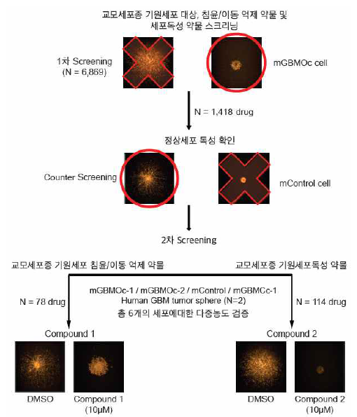 1차 스크리닝에서 6,800여개 약물들에 대한 SVZ-1 종양구 invasion 면적 분포도를 참고하여 DMSO 대조군 대비 threshold 0.84 이하인 1,428개 유효약물들을 선별함. 정상세포 및 2차 스크리닝을 통한 결과의 분석으로 종양세포 특이적인 독성 (114개 약물) 또는 이동성 억제 (78개 약물)를 보이는 약물을 확보함. 이 중 효과가 좋은 약물 Top 24개에 대한 약물작용점 분석을 통해 Aurora kinase의 억제가 주요함을 확인함