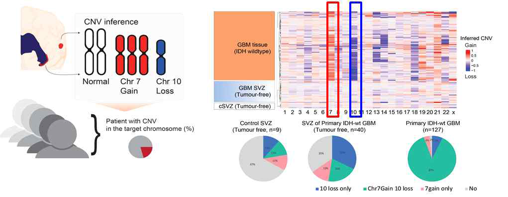 기원조직의 염색체 구조적 특성 (Landscape level)을 암조직과 비교하여 확보함. 환자샘플에서 CNV (Chr 7 gain, Chr 10 loss) 분포 확인, GBM 종양조직에서는 대부분 Chr 7 gain 과 Chr 10 loss를 동시에 보이고 SVZ 조직 (GBM 기원 부위)에서는 둘 중 하나의 CNV를 가지고 있는 경우가 70% 정도로 확인됨