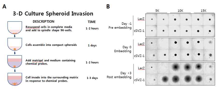 HTS-3D culture spheroid invasion assay를 위한 조건 수립. (A) Spheroid invasion assay의 모식도. (B) Spindle shape 96-well plate의 각 웰 당 5K, 10K, 15K cell을 심고 spheroid 형성을 관찰 (Day-1). Matrigel embedding 3일 후 spheroid invasion을 관찰 (Day+3)