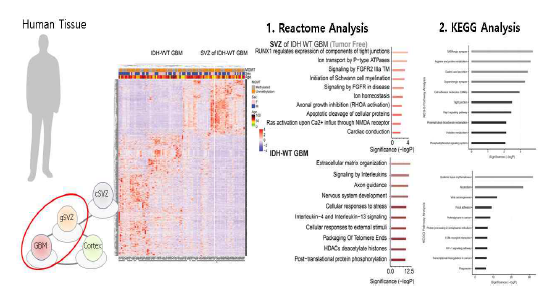 GSEA Set: Tumor in GBM vs SVZ in GBM patient, 종양조직과 SVZ 유전자 발현 차이를 보여줌. synapse와 migration관련 유전자 set의 발현이 기원 부위에서 enrichment되어 있음