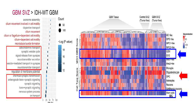 전사체 분석을 통하여 GBM SVZ 특정 pathways를 찾았으며 (왼쪽), deconvolution technique을 이용하여 특정 cell state 들의 차이가 있음을 분석함 (오른쪽)
