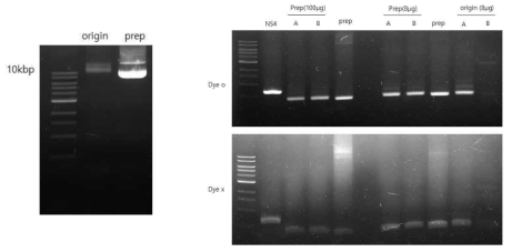 Electroporation후 증폭된 CRISPR-Cas9 라이브러리 플라스미드의 증폭된 라이브러리 플라스미드를 사용해서 CRISPR guide RNA sequence가 들어 있는 DNA 부분을 PCR로 증폭한 결과