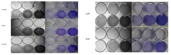 증폭된 CRISPR-Cas9 라이브러리 플라스미드를 사용해 렌티바이러스 라이브러리를 제작하고 제작된 렌티바이러스 라이브러리를 Huh7 세포주에 감염시킨 후 puromycin으로 selection한 결과