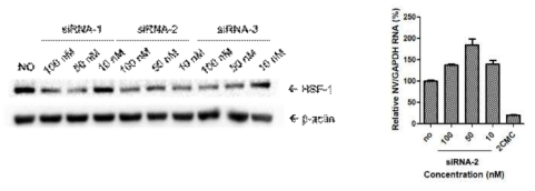 HSF-1에 대한 siRNA 처리시 감소하는 HSF-1 단백질의 양과 이에 따른 노로바이러스 복제 RNA 감소