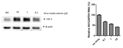 렌티바이러스에 의해 HSF-1을 과발현시 노로바이러스 RNA 복제 증가