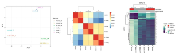 약물 처리하지 않은 HG23 세포(mock_1,mock_2,mock_3)와 AC-1858을 처리한 HG-23 세포(AC_1858_1, AC_1858_2, AC_1858_3)에서 total RNA를 추출하고 RNA sequencing을 수행한 후 얻은 PCA 분석 결과, 샘플별 correlation 수치 및 top50 differentially expressed gene(DEG)를 활용한 heatmap 분석
