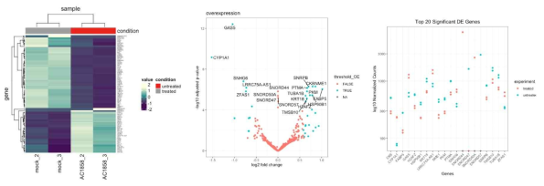 4개의 샘플에 대한 RNA sequencing 분석 결과 top50 DEG를 활용한 heatmap, top20 DEG의 발현 양상을 비교한 volcano plot 및 dot plot