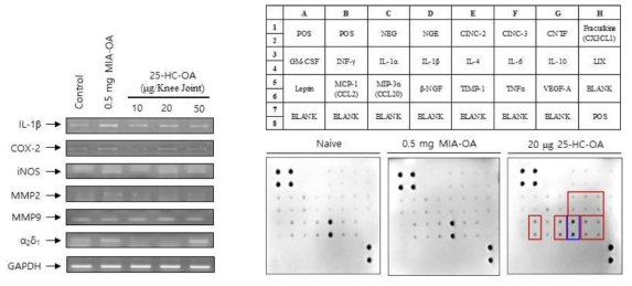 25-HC-OA 및 MIA-OA 동물모델의 Spinal dorsal horn 내 통증관련 전사인자 발현 변화 분석